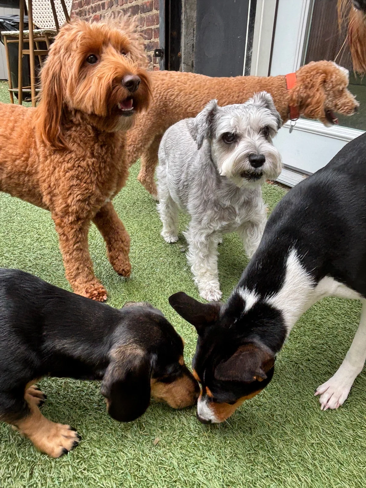 Fritz at Allforthewag