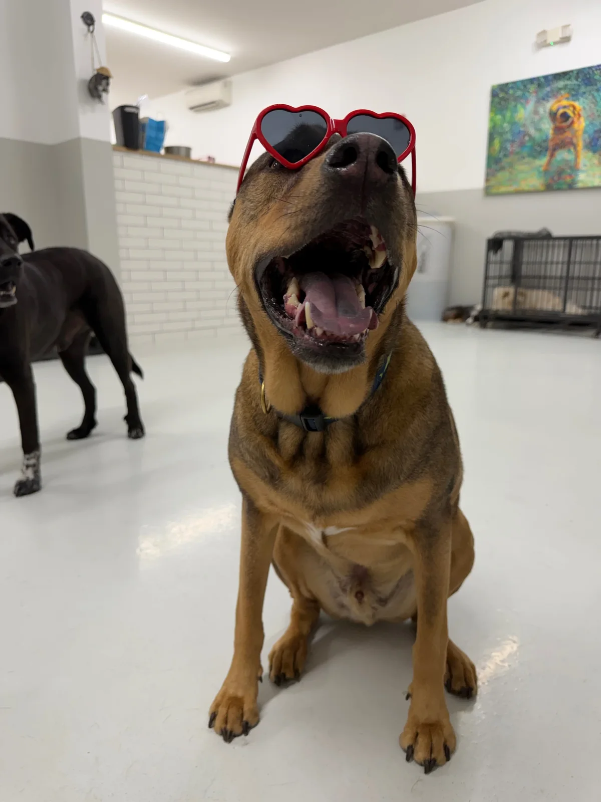 Tucker at Allforthewag