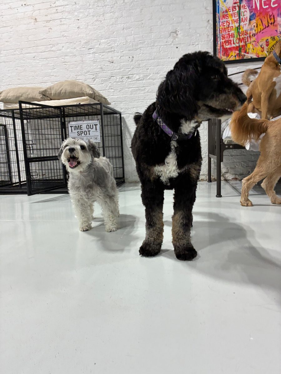 Fritz at Allforthewag