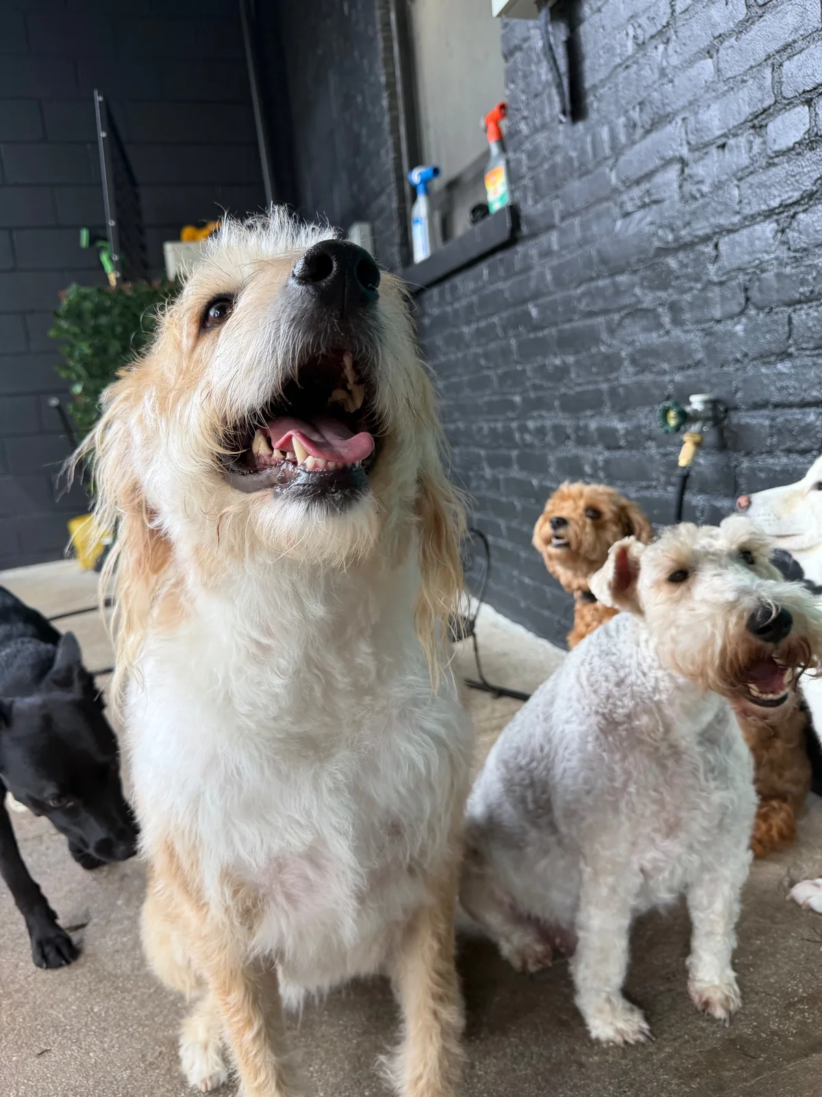 Bono and Lucy at Allforthewag