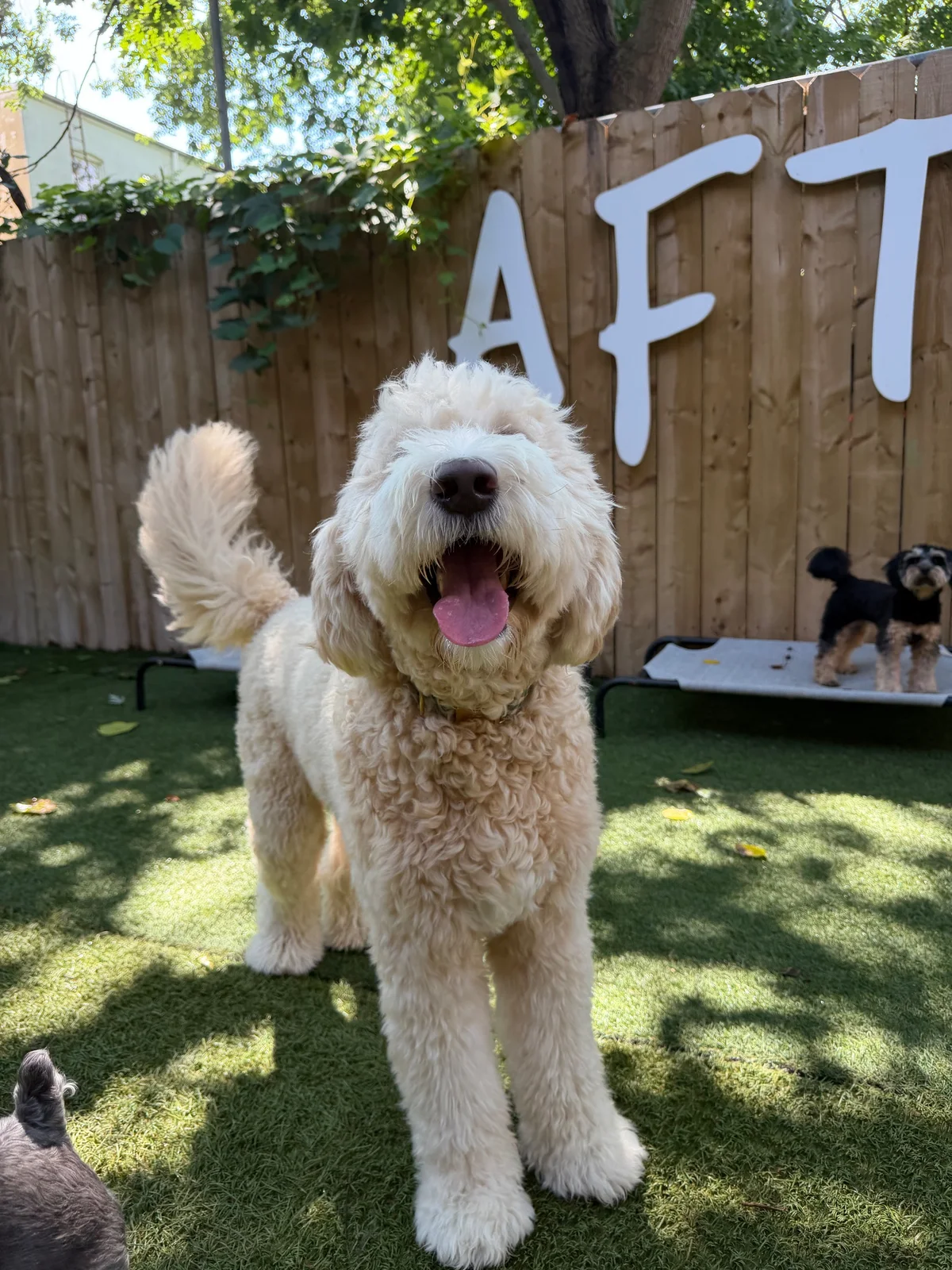 Winston at Allforthewag