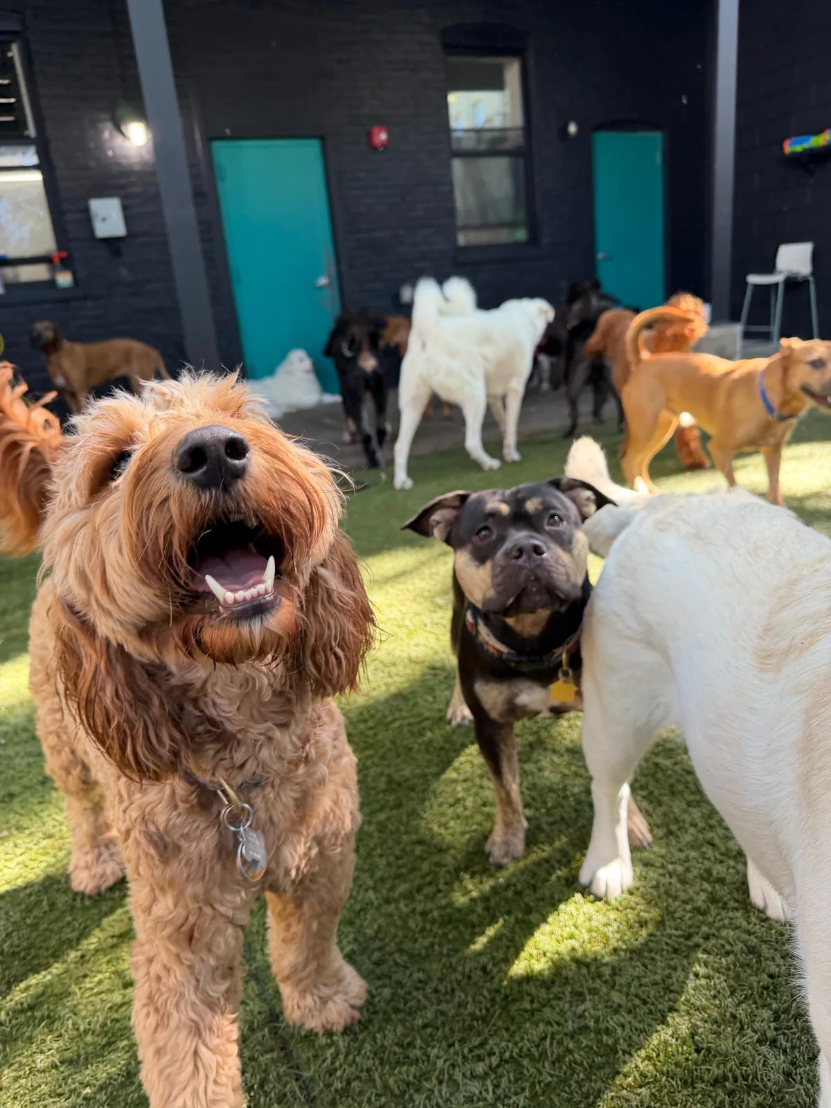 Coco at Allforthewag