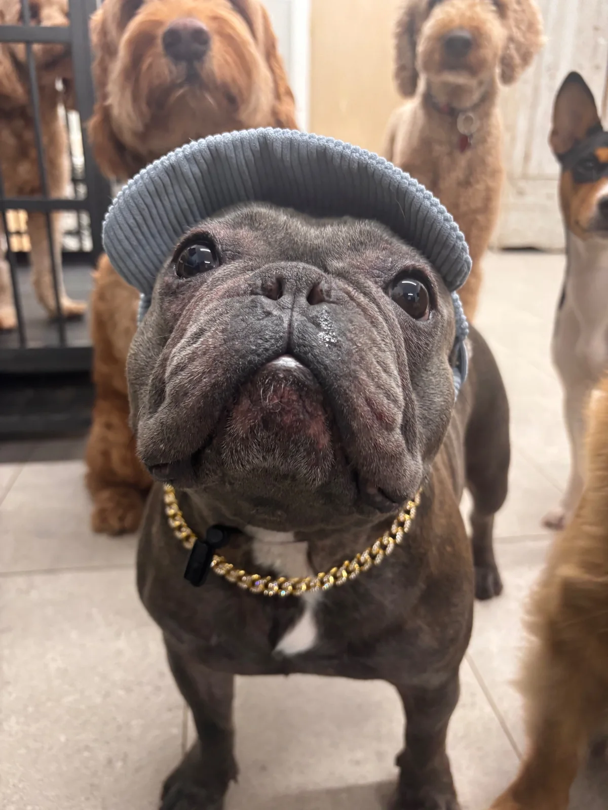 Leo at Allforthewag