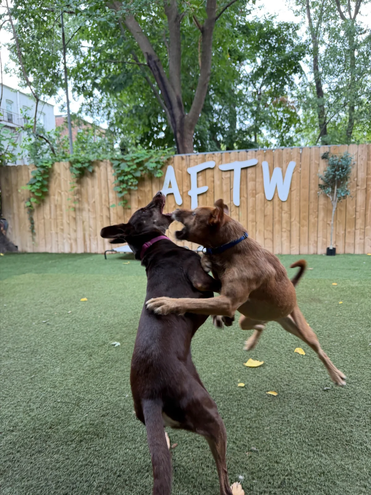 Honey at Allforthewag