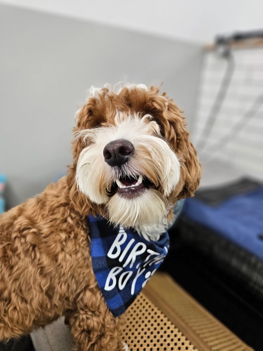 Giuseppe of the Cannolis at Allforthewag
