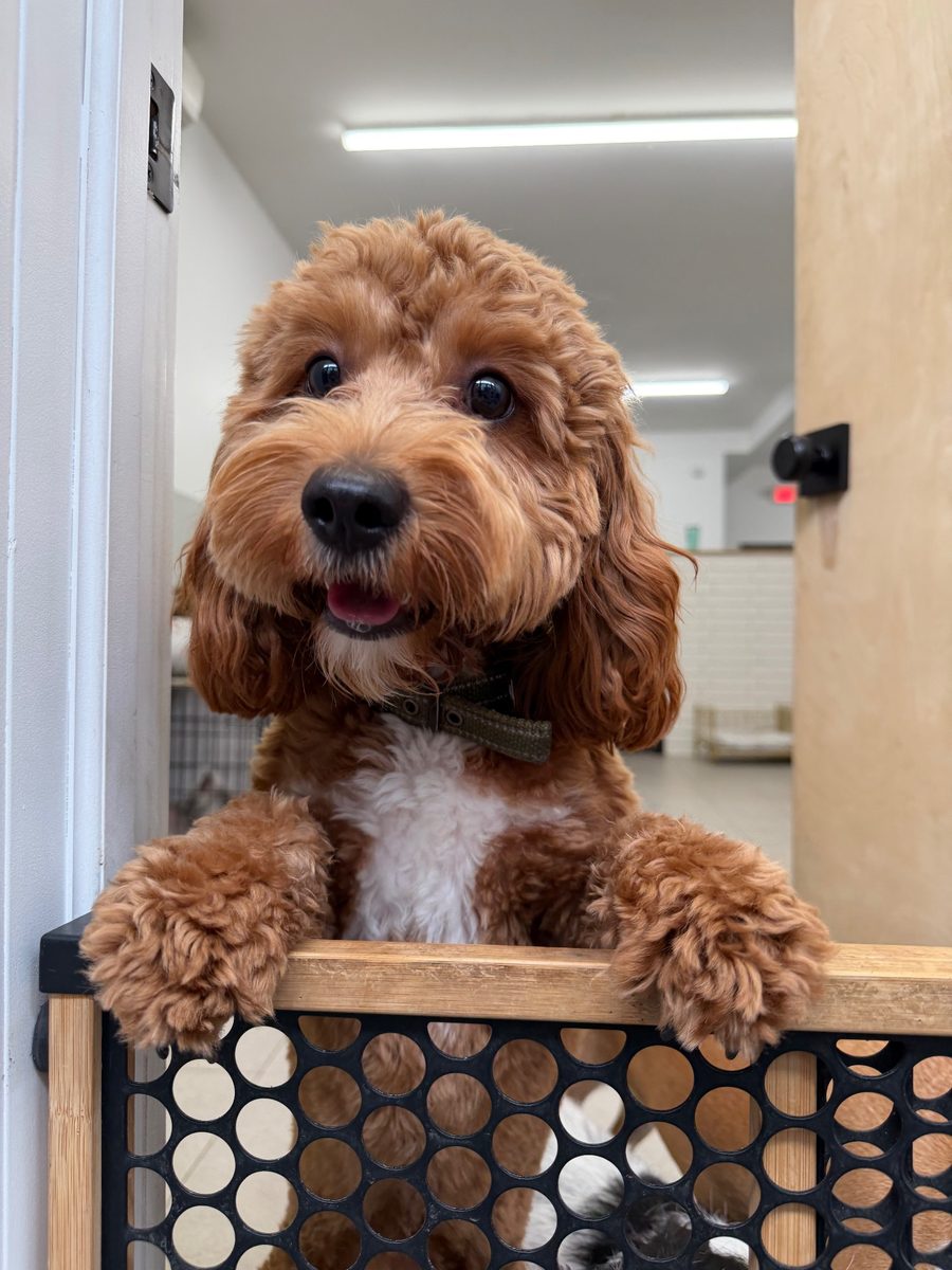 Dash at Allforthewag