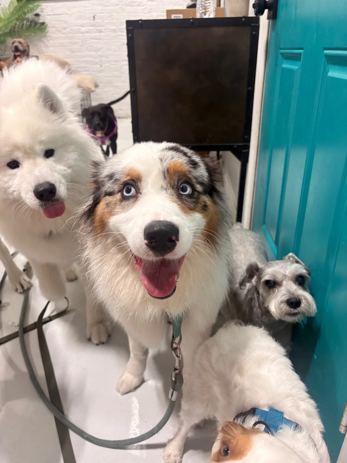 Fritz at Allforthewag