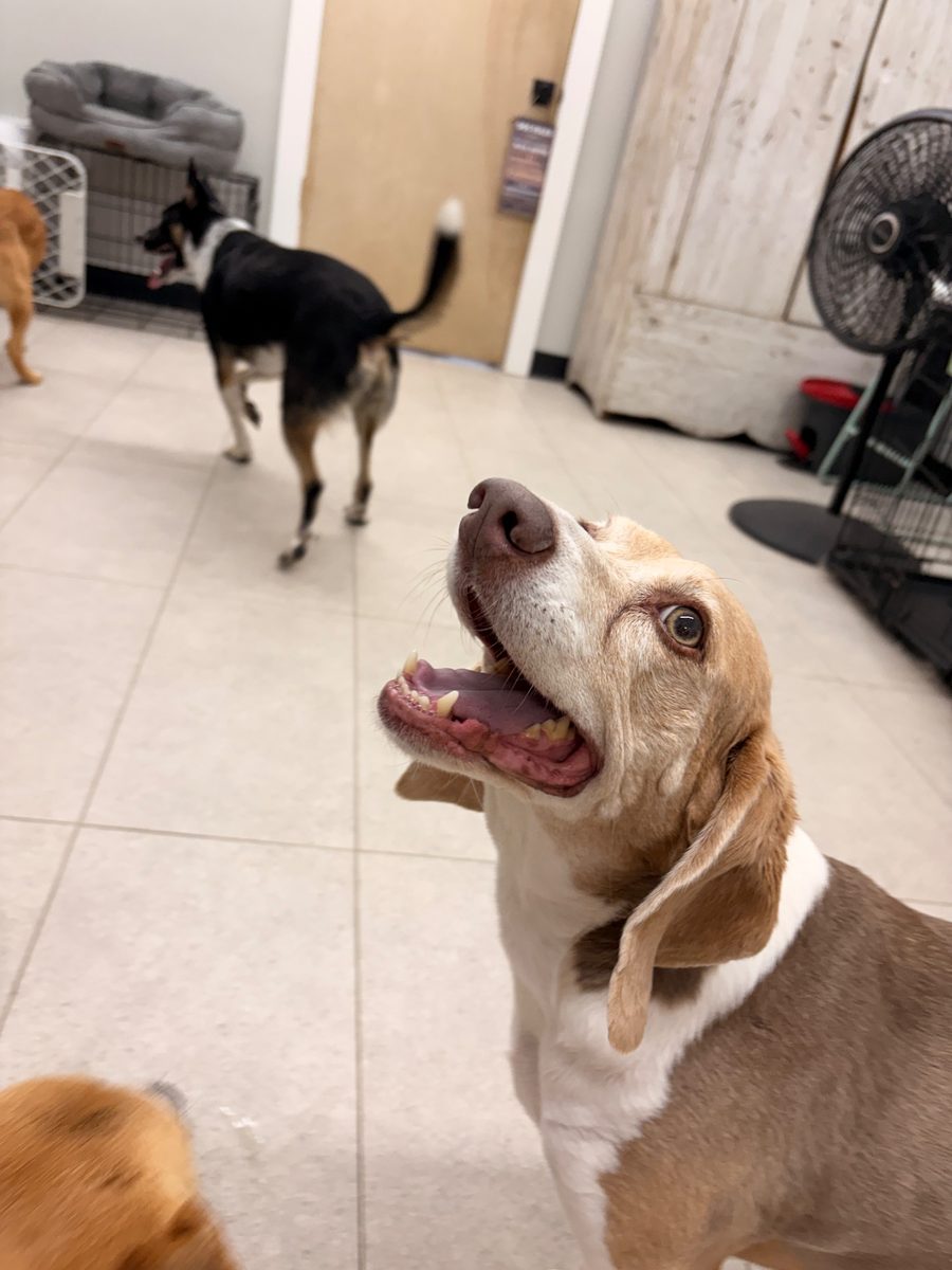 Dasher at Allforthewag
