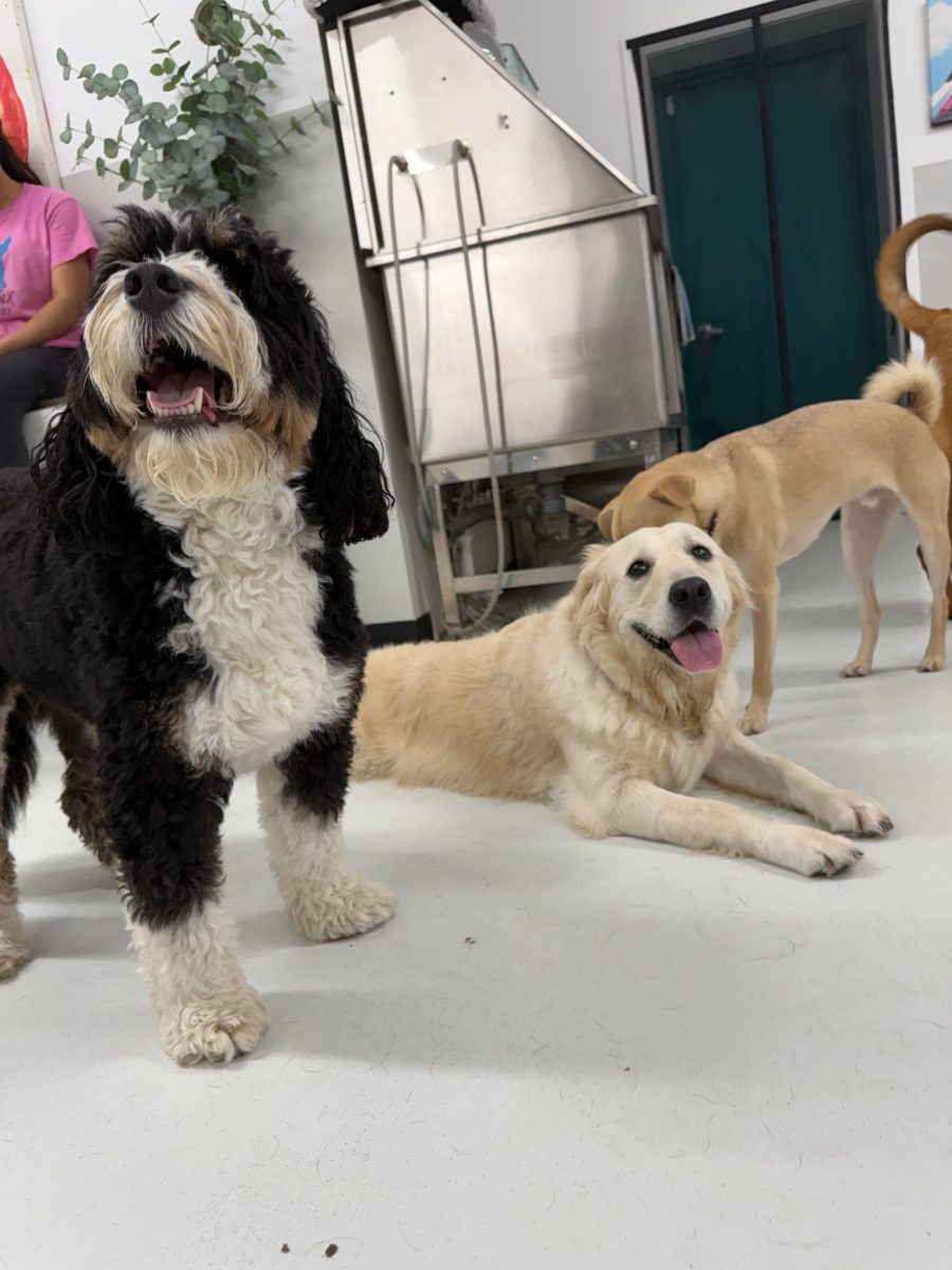 Tucker at Allforthewag