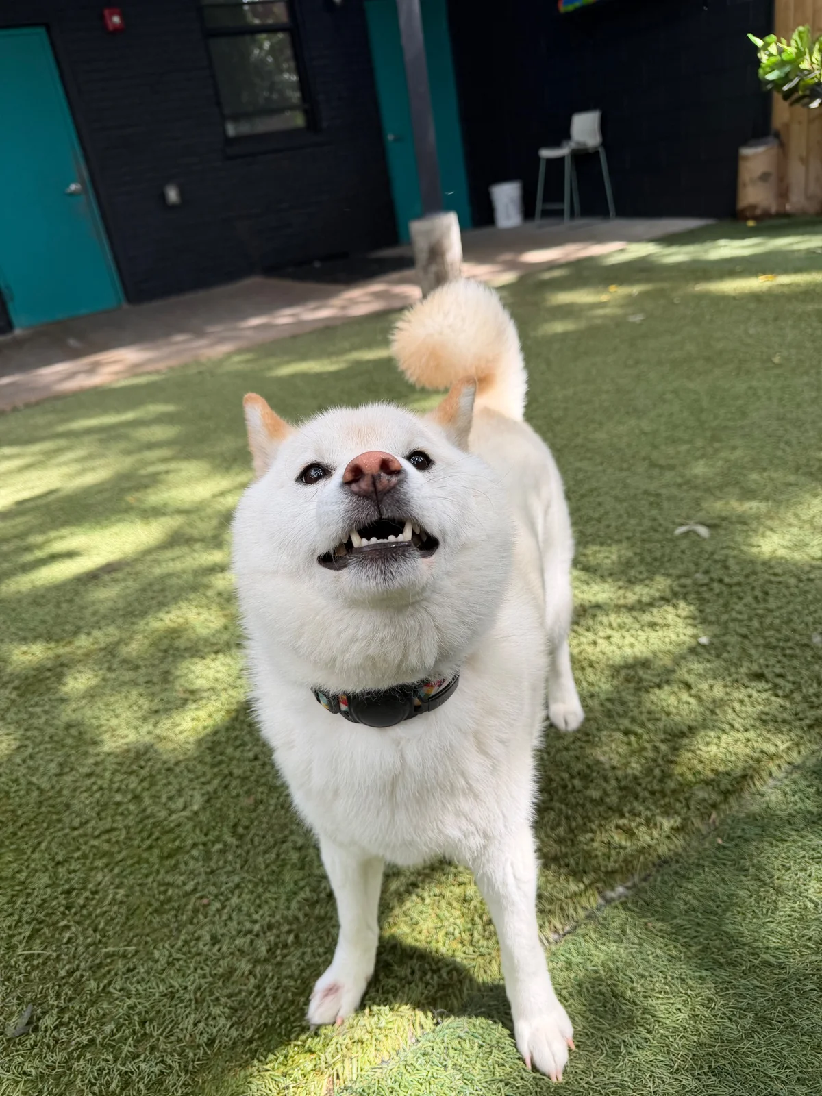 Benji at Allforthewag
