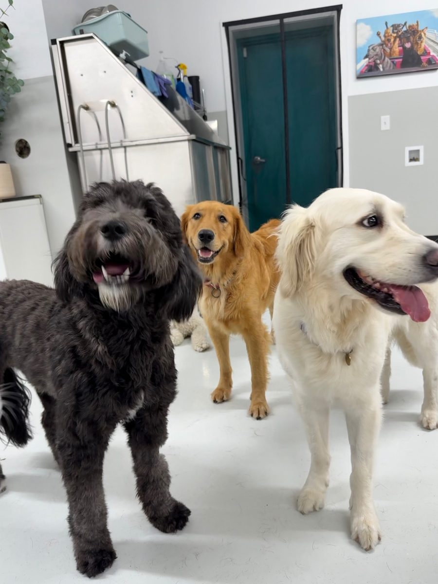 Honey at Allforthewag