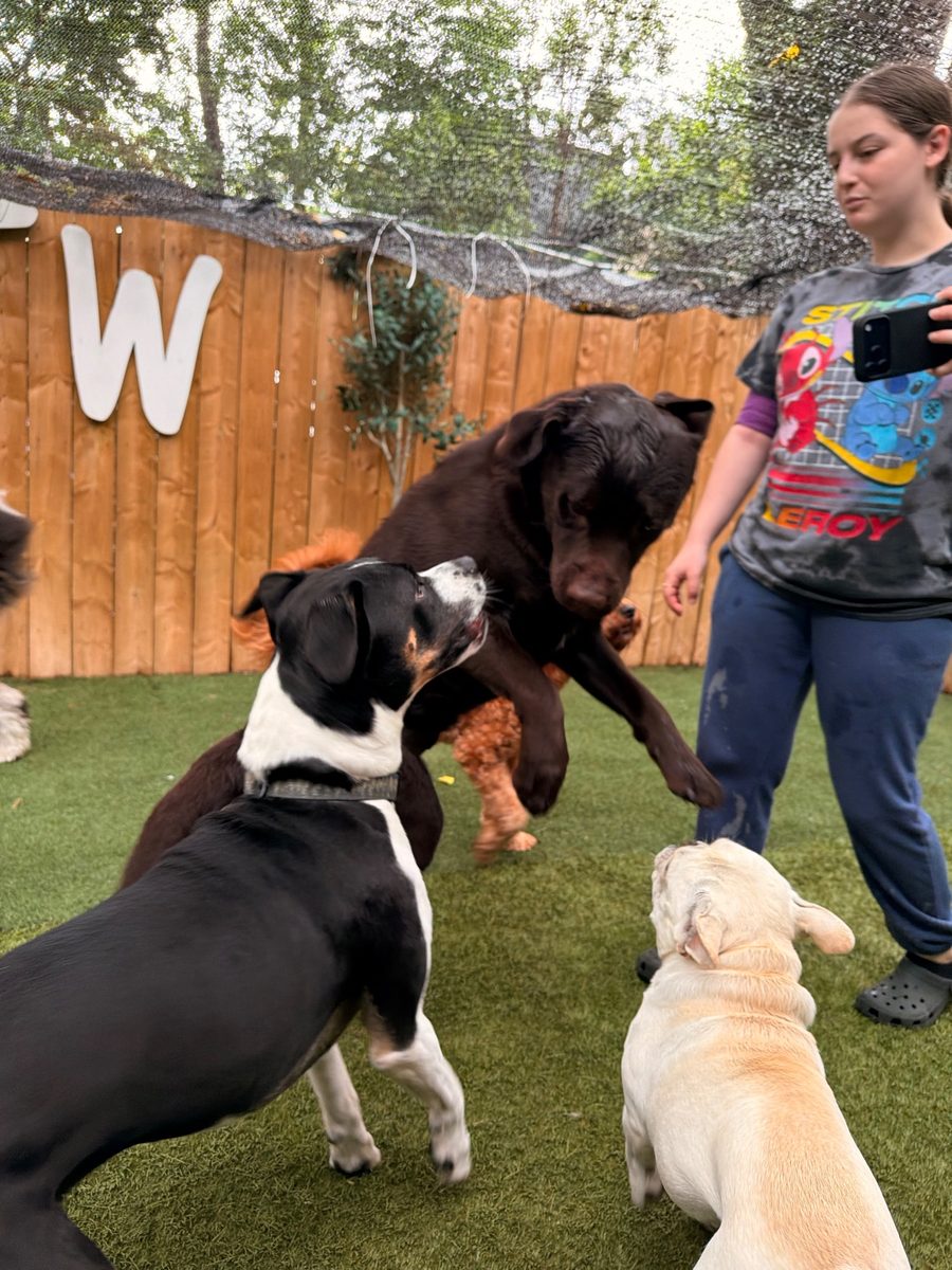 Babka at Allforthewag